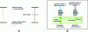 Figure 3 - (a) Comparative principles of one-photon (left) and two-photon (right) excitation, (b) schematic illustration of this principle on a cell containing a solution of a dye (fluorescein). The green conical line delimits the area of the sample through which the laser passes; the dark green area corresponds to the part of the sample actually excited.