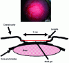 Figure 4 - View of a mouse brain through a cranial window (top), schematic cross-section of a cranial window (bottom) (lea authors)