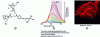 Figure 7 - (a) structure of the water-soluble fluorophore Lem-PHEA, (b) real-intensity emission spectrum of the fluorophore in different solvents, showing the increase in luminescence intensity accompanying the progressive red shift, (c) three-dimensional reconstruction of the vascular system of a mouse cortex from images collected with Lem-PHEA (photograph by the authors).