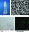 Figure 8 - Hydrogel obtained from collagen-inspired bis-silylated hybrid peptide (10% by weight in cell culture medium in the presence of NaF)