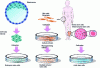 Figure 8 - Representation of the different categories of stem cells (reproduced modified with permission from Macmillan Publishers Ltd (Lutolf M. et al., Nature 462, 433-441, 2209))