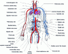 Figure 1 - Main human arteries and veins