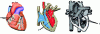 Figure 4 - Schematic illustration of the cardiac pump. 1. coronary irrigation. 2. Right heart – left heart partition. 3. Non-return valves