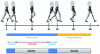 Figure 6 - Representation of the gait cycle with its two characteristic phases (stance phase and swing phase) as well as the sub-phases characterizing the stance phase: bipodal stance or unipodal stance