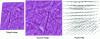 Figure 10 - Result of graph-cutting matching (minimization of global energy between source and target images)