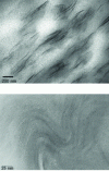 Figure 7 - Morphology of a polypropylene matrix nanocomposite