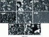 Figure 8 - Microstructures of fly ash selected in GEOASH [14] [19].