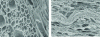 Figure 1 - SEM photos showing microstructure before drying (left) and after drying (right) with cell collapse (© ARC-Nucléart)