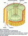 Figure 1 - Macroscopic structure of a tree: detail of the different parts of the trunk (Grenoble INP-Pagora)