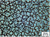 Figure 12 - Frosted glass surface obtained by etching a solution of HF + KF