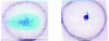 Figure 21 - Comparison of liquid absorption. On the left, a nonwoven with a 4DG polyester fiber that absorbs liquids strongly, and on the right, a nonwoven with polyester fibers of circular cross-section that absorbs little liquid [12].