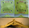 Figure 36 - Back view (top) and side view (middle) of Tissu 3D ThPlastique 8 mm composite backing (left) and Tissu 2D prepreg 5 mm composite backing (right) after impact of an FSP (diameter 20 mm, mass 54 g) at an impact speed of 1,700 m/s – mass per unit area = 155.2 kg/m2, resulting in a perforation – (bottom) cross-sectional view of 3D ThPlastique 8 mm + 2D prepreg 5 mm composite backing after impact