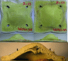 Figure 37 - Rear view (top) and side view (middle) of the 8 mm 3D ThPlastic fabric composite backing (left) and the 5 mm 3D ThPlastic fabric composite backing (right) after impact of an FSP (diameter 20 mm, mass 54 g) at an impact speed of 1,742 m/s – mass per unit area = 155.7 kg/m2, resulting in non-perforation – (bottom) cross-sectional view of 3D ThPlastique 8 mm fabric + 3D ThPlastique 5 mm fabric composite backing after impact