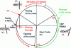 Figure 56 - Weaving cycle diagram: optimized synchronization (FF: closed shed, FO: open shed)