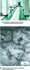 Figure 26 - Glass ceramic Neoparies®