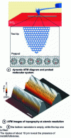 Figure 2 - Schematic diagram of the dynamic AFM and the molecular system probed (after 9)