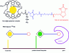 Figure 19 - Pines and Schultz bio-probe: structure and schematic representation of the NMR spectrum 129Xe