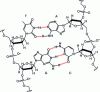 Figure 1 - Representation of the pairing of nucleic base pairs A-T and C-G in the double helix structure of DNA's two polynucleotide chains (hydrogen bonds in red).