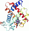 Figure 3 - Myoglobin structure (ribbon representation)