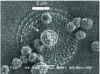 Figure 8 - CVD diamond deposition on the end of an optical fiber