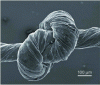 Figure 9 - Graphene wire obtained using the process described in [13].