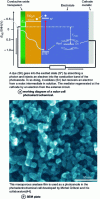 Figure 19 - SEM image of a photoanode