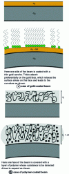 Figure 23 - Adsorption process of sulfur molecules, thiols, on a cantilever beam