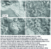 Figure 12 - Scanning electron microscopy images of hydrated cement pastes in the absence or presence of polymer-stabilized C-S-H seeds