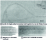 Figure 17 - Bundle of single-walled nantubes and schematic and photograph of a multi-walled nanotube (from [50]).