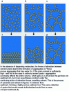 Figure 20 - Illustration of aggregation and sedimentation phenomena in cement paste