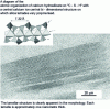 Figure 5 - Transmission electron microscopy of a C-S-H prepared by reaction of lime and silica (cliché: A. Gmira, after [17]).