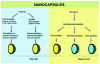 Figure 11 - Different ways of synthesizing nanocapsules from monomers or polymers