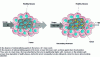 Figure 2 - Principle of the use of radiosensitizing agents in radiotherapy