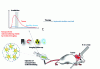 Figure 4 - Use of multifunctional nanoparticles for image-guided radiotherapy