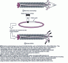 Figure 3 - Organization of filamentous bacteriophages and principle of phage display