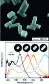 Figure 3 - (Top) Scanning electron microscopy image of silver rods. (Bottom) Effect of size on the optical properties (scattering) of silver rods of different lengths as a function of incident wavelength (wavelength in nm). Figure adapted from reference with permission (copyright (2007) American Chemical Society)
