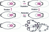 Figure 5 - Rotary molecular motor