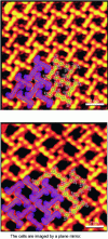 Figure 19 - Examples of chiral domains formed on Au(111) [29].