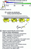 Figure 11 - Different stages of calcium carbonate formation directed by an organic surface 