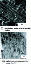 Figure 15 - MET images of remineralized mother-of-pearl after 24 h of reaction and of the original mother-of-pearl used for retrosynthesis. 