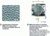 Figure 2 - Structural analysis of the dorsal surface of Ophiocoma Wendtii 