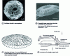 Figure 3 - Structural analysis of an Emiliana Huxlei coccosphere 