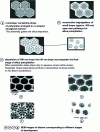 Figure 4 - Comparison of a formation mechanism model based on phase separation (a to d ) with SEM images of the diatom Coscinodiscus Wailesii during its formation (e to h ) 