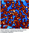 Figure 8 - AFM image of 14 nm-diameter gold NPs deposited on a silanized silicon support