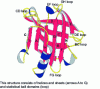 Figure 14 - Representation of the tertiary structure of the monomer of a globular protein (-lactoglobulin)