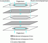 Figure 3 - Schematic representation of a micromembrane suppressor (after [11])