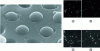 Figure 5 - SEM image of functionalized beads immobilized in the optical microcavity array used as an electrode. (a, b) Fluorescent images of two microarrays containing beads encoded and modified by anti-VEGF, IL-8 and TIMP-1. (c) ECL image of microarray (a) after incubation with a solution containing IL-8 and TIMP-1. (d) ECL image of microarray (b) after incubation with a solution containing IL-8, TIMP-1 and VEGF