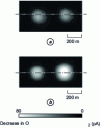 Figure 11 - SECM imaging of cancer cells (a) before and (b) after three days of treatment with an anticancer agent. The very bright spot is indicative of a layer of cells resistant to anticancer molecules, as it reflects a low oxygen reduction current available in the vicinity of these cells, and therefore high respiratory activity (from [23]).