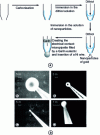 Figure 21 - (a) manufacturing steps of spherical UMEs by self-assembly of gold nanoparticles (b) optical photographs (A, B and C) and SEM (D) of the UMEs obtained. Sphere diameter: (A) 26, (B) 8, (C) 3 and (D) 0.9 μm (from [50])