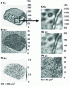 Figure 7 - Distribution of potassium, barium and lead measured by micro-PIXE in synthetic haplogranite glass doped with lead and barium, after equilibration at 1,080 ˚C and 0.74 GPa with an aqueous fluid (from [166])